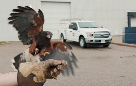 Bird Removal Service Near Me: Fast, Humane Solutions for Homes and Businesses